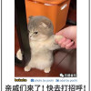 豬頭小隊長