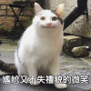 不具名的韭菜