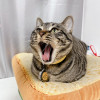 猫一丝