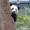 readingpanda