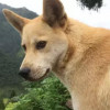 吴三桂大将军