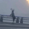 张阿拉斯库