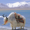 WANGLONGHUI