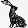 RabbitX