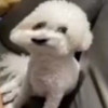 无翼鸟之飞