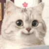 CatKitMiao