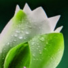 云南白药