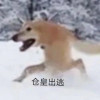 观棋不语