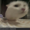 IncaHalloumi