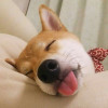 CyrilJo戴义