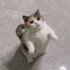 坚決觉