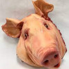 oldbadpig