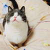 无语的预言家