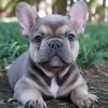 BravoChien
