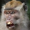 fuxkthatmonkey