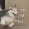 Kid_hirecat