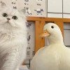 蹦蹦炸弹