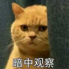 神鸡喵算卡西法