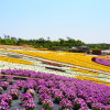 广岛之花