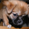 diego_chen