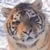 我是猫咪控