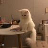 苞苞大人
