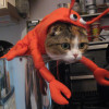 CrayfishKitty