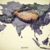 中国刺猬