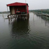 韭菜馅的酸饺子