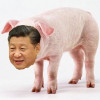 习包子今天吃什么