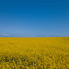canola