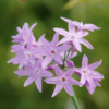 台湾一朵花
