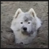 sillyhairking