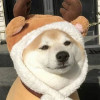 狗狗狗
