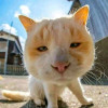 长江黄河不会倒流