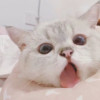 Dongwong