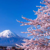 藤板山田