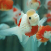 CoconutFish