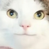 玩雀e