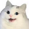 猫老弟不闯天涯