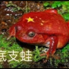 上单毛人凤