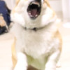 corgi