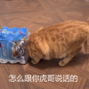 加速狮