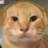 猫润支
