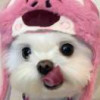伏象学义