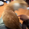 没见过猫吗