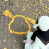 苏叶落梦兰