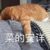 八坂慧青