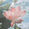 东海朝麟