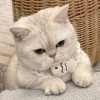 爱猫人士